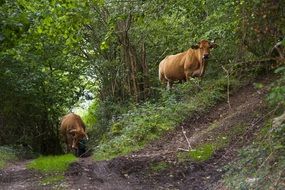 cows walk in the woods