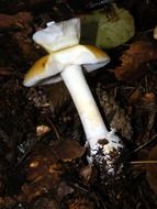 russula on the ground among the dark foliage