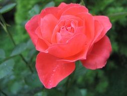 Close-up of the colorful rose on a bush