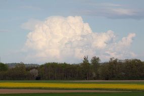 oilseed rape on the field near the forest