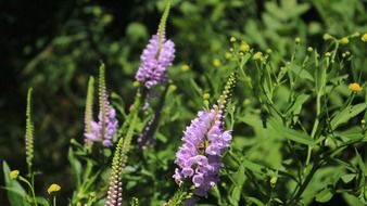 incomparable purple pink wild flowers