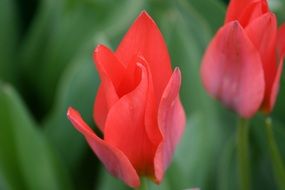 two red half open tulips at blurred background