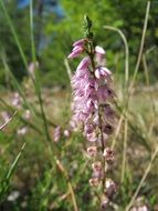 common heather inflorescence