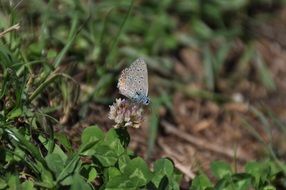 Macro photo of the Beautiful and colorful butterfly on the grass