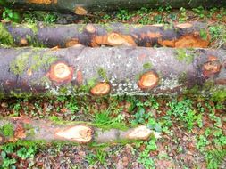 tree trunks in the moss in the forest