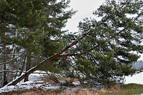 Falling tree among other trees in the beautiful pine forest in snow