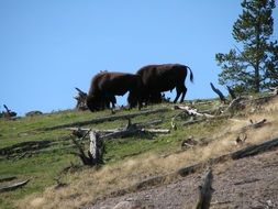 Beautiful wild buffalos on the green meadow among the plants