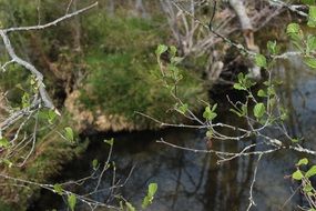 thin branches of a bush with young leaves