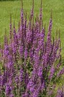 purple flowers bush