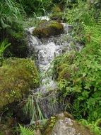 fast stream in the forest