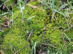 green moss on nature