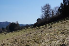 Dry slope meadow Forest scene