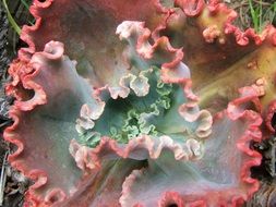 echeveria succulent