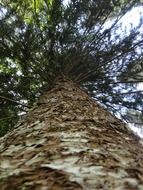 Dry tree in a forest