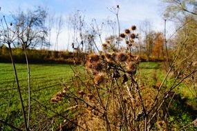 burdock thistle plant a