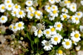 daisy without petals