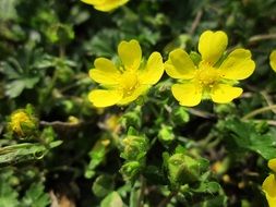 potentilla neumanniana flowers