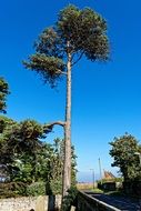 high tall fir tree