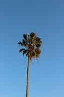 tall palm tree on a background of blue clear sky