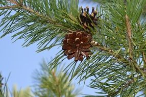 pine cone on green tree branch