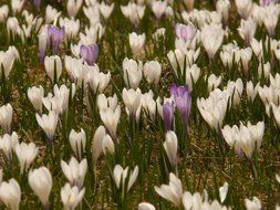 alpine meadow of crocuses