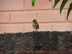 Tiny bird on a wall