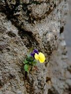 single bright flowers among the rocks