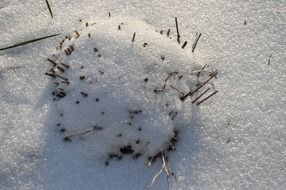 dry grass through the snow
