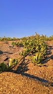 green plants in the sandy desert