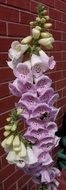 Photo of White and purple flowers in spring