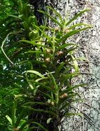 acampe praemorsa plant in India