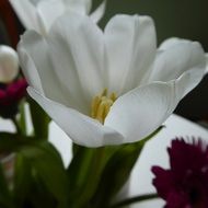 white tulip blossom