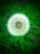 wonderful dandelion