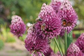 flies sit on a purple clover close-up on blurred background