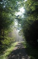 summer sun rays on a forest path