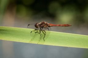 dragonfly insect eating