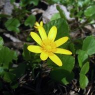 eranthis is a perennial plant