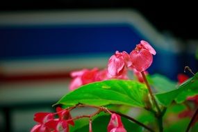 Close-up of the pink begonia flowers