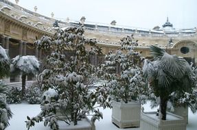 place plants in snow in Paris