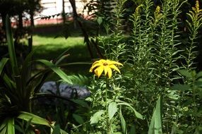 High plants on meadow