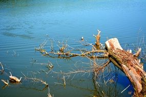 tree root branch in water