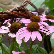 pink echinacea flowers macro on a blurred background