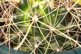 Long spines of a cactus