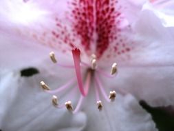 macro picture of white flower with red middle