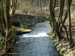 stream among trees on a sunny day