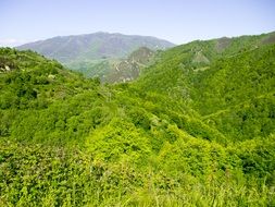 the mountains are covered with green plants