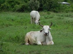 cattle in the countryside in thailand