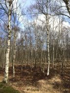 birch grove in the background of the autumn sky