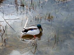 duck chilling in the pond