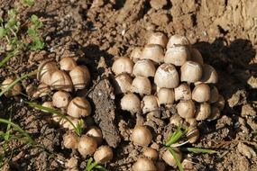 coprinus fungus clusters in soil